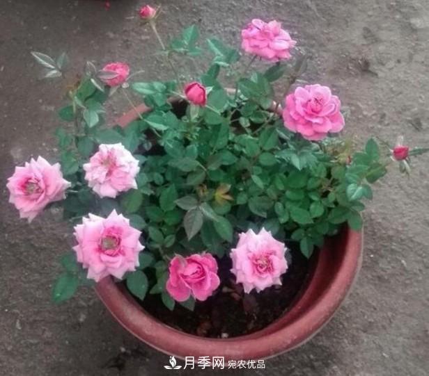 盆栽月季怎樣養？為什么會(huì )出現黃葉，甚至是新芽細長(cháng)，該怎么辦？(圖5)