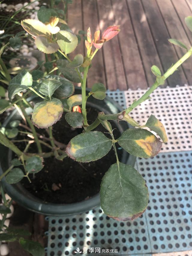 盆栽月季怎樣養？為什么會(huì )出現黃葉，甚至是新芽細長(cháng)，該怎么辦？(圖2)