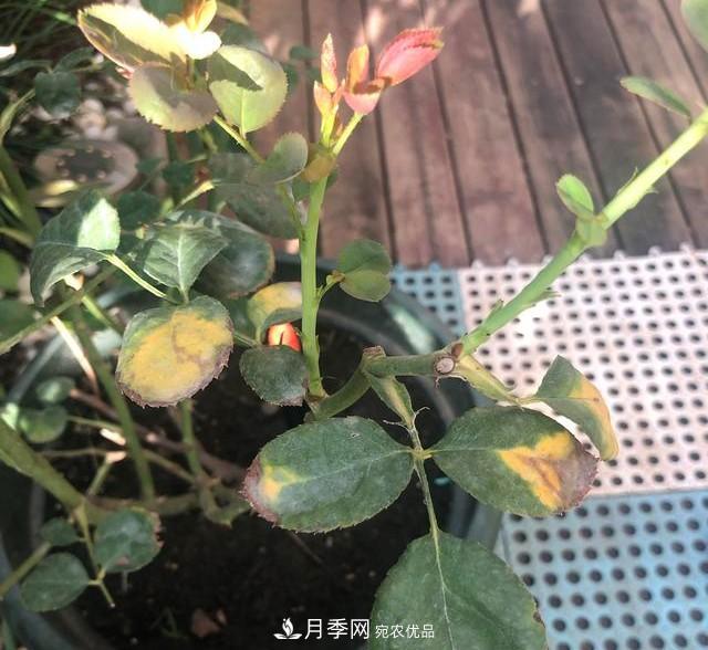 盆栽月季怎樣養？為什么會(huì )出現黃葉，甚至是新芽細長(cháng)，該怎么辦？(圖6)