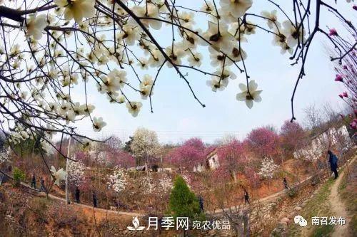 從賣(mài)藥材--賣(mài)花木---賣(mài)盆景 南召玉蘭花木成為現代農業(yè)一張絢麗“名片(圖3)
