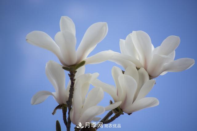 玉蘭樹(shù)：花先枝葉開(kāi)，綻放一樹(shù)華(圖1)