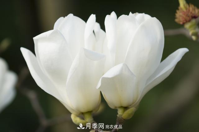 玉蘭樹(shù)：花先枝葉開(kāi)，綻放一樹(shù)華(圖4)
