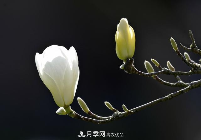 玉蘭樹(shù)：花先枝葉開(kāi)，綻放一樹(shù)華(圖3)