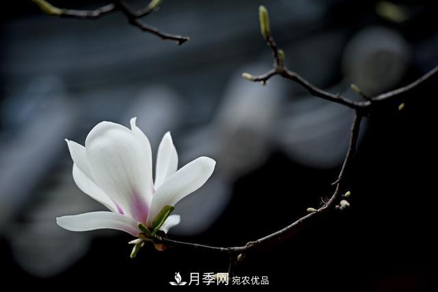 玉蘭樹(shù)：花先枝葉開(kāi)，綻放一樹(shù)華(圖7)