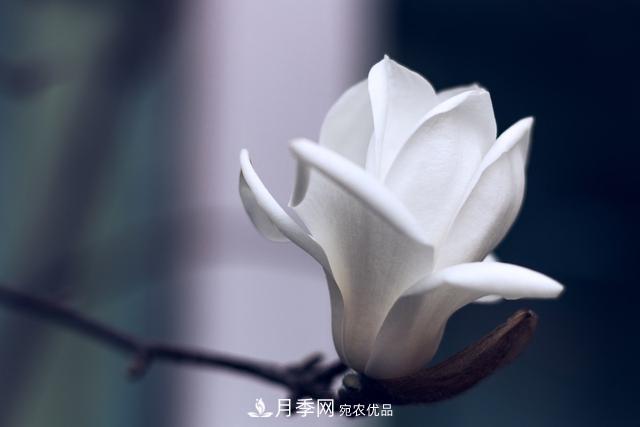 玉蘭樹(shù)：花先枝葉開(kāi)，綻放一樹(shù)華(圖5)