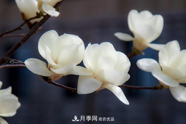 玉蘭樹(shù)：花先枝葉開(kāi)，綻放一樹(shù)華(圖6)
