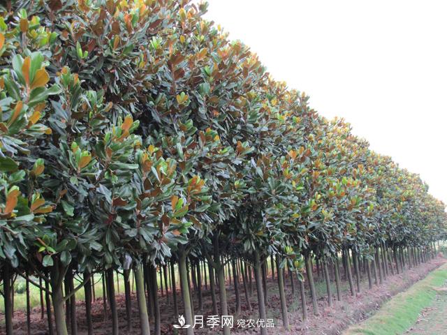 玉蘭栽培技術(shù)，所需要的注意事項是什么，看完就知道(圖2)