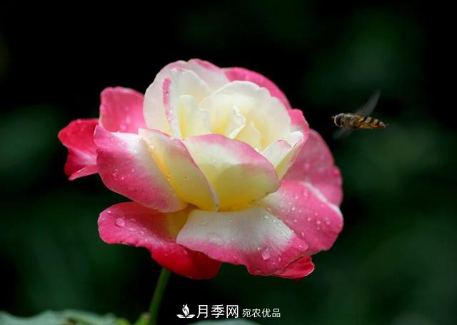 月季為什么會(huì )出現盲芽，其實(shí)多數與種植習慣有關(guān)(圖1)