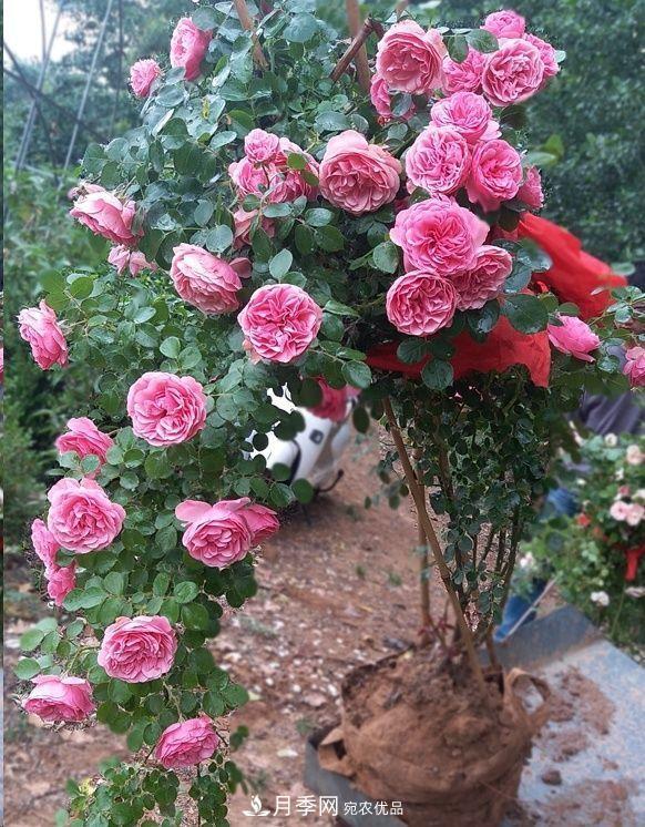 月季和薔薇有什么區別？買(mǎi)苗木前先知道4點(diǎn)，可省一大筆！(圖7)