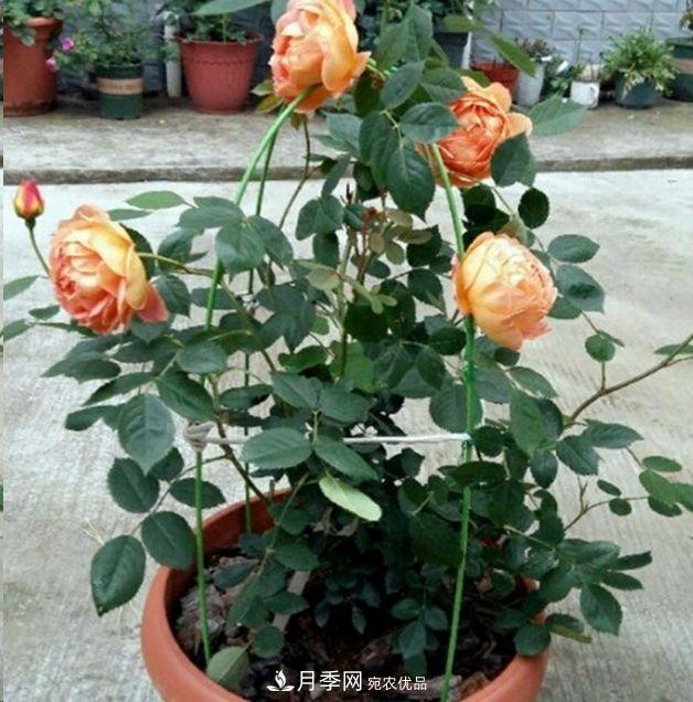 月季長(cháng)的又細又長(cháng)怎么辦？簡(jiǎn)單3招解決！(圖3)