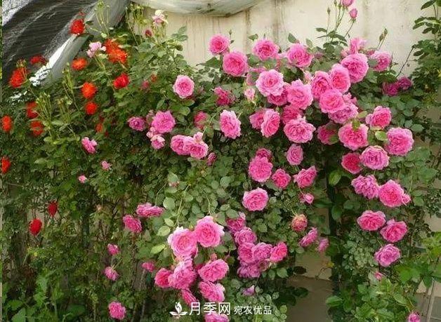 月季長(cháng)的又細又長(cháng)怎么辦？簡(jiǎn)單3招解決！(圖1)