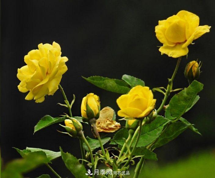 月季長(cháng)的又細又長(cháng)怎么辦？簡(jiǎn)單3招解決！(圖2)