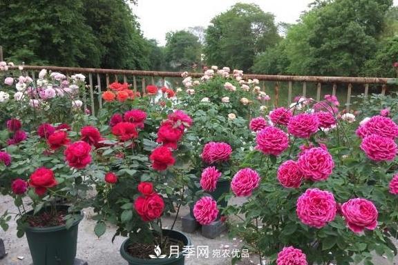 養月季，澆水很關(guān)鍵，學(xué)會(huì )這2個(gè)“竅門(mén)”，枝繁葉茂花滿(mǎn)枝！(圖3)