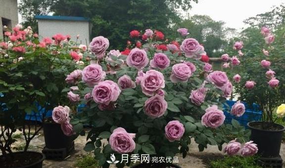 養月季，澆水很關(guān)鍵，學(xué)會(huì )這2個(gè)“竅門(mén)”，枝繁葉茂花滿(mǎn)枝！(圖2)
