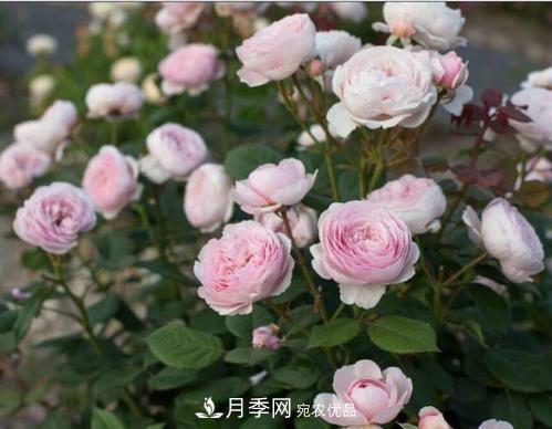 月季花長(cháng)花苞后，及時(shí)給它施一種肥，不然影響正常開(kāi)花(圖2)