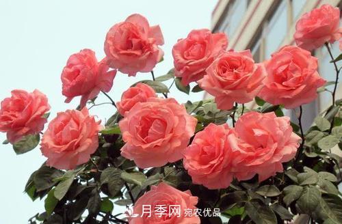 月季花長(cháng)花苞后，及時(shí)給它施一種肥，不然影響正常開(kāi)花(圖3)