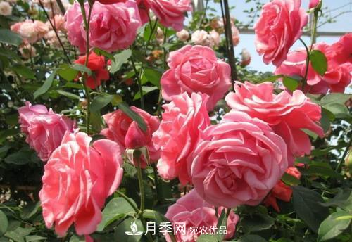 月季花長(cháng)花苞后，及時(shí)給它施一種肥，不然影響正常開(kāi)花(圖1)