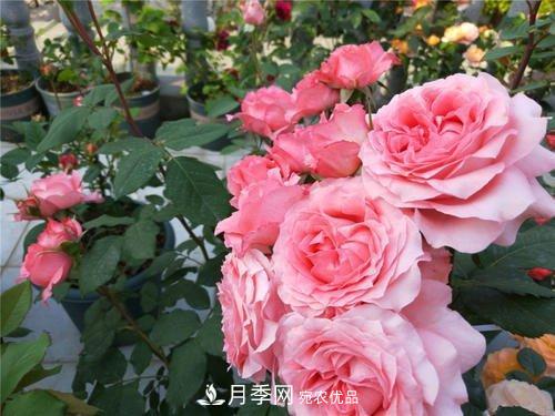 月季花長(cháng)花苞后，及時(shí)給它施一種肥，不然影響正常開(kāi)花(圖4)