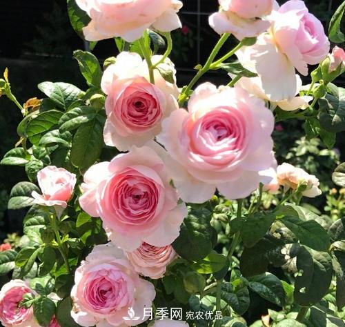 夏天養月季花，了解掌握4個(gè)要點(diǎn)，秋花開(kāi)爆盆(圖1)