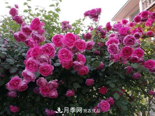 夏天養月季花，了解掌握4個(gè)要點(diǎn)，秋花開(kāi)爆盆(圖4)