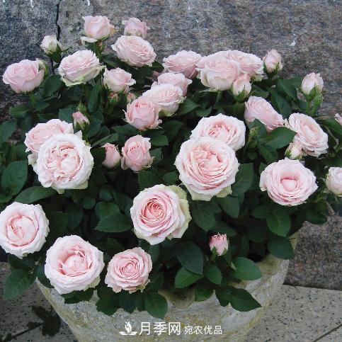 夏天養月季花，了解掌握4個(gè)要點(diǎn)，秋花開(kāi)爆盆(圖2)