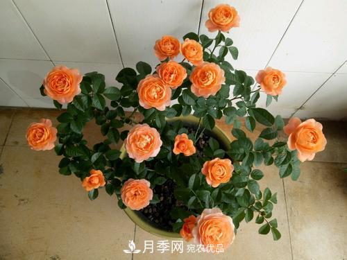 夏天養月季花，了解掌握4個(gè)要點(diǎn)，秋花開(kāi)爆盆(圖5)