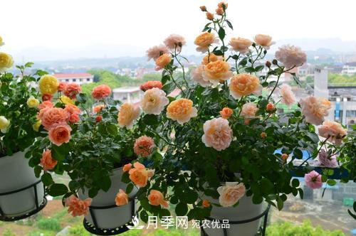 夏天養月季花，了解掌握4個(gè)要點(diǎn)，秋花開(kāi)爆盆(圖3)