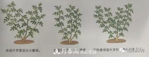 抓住這三大原則，月季修剪太簡(jiǎn)單了！(圖3)