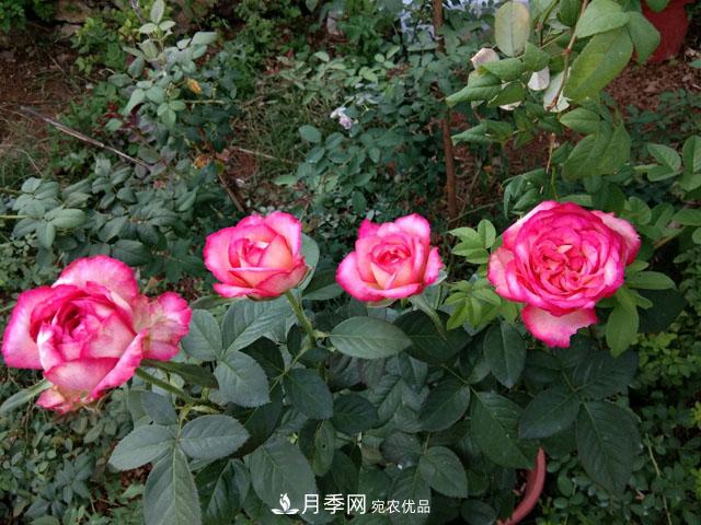 盆栽月季難養？掌握這3點(diǎn)，盆栽比地栽月季還好養！(圖1)