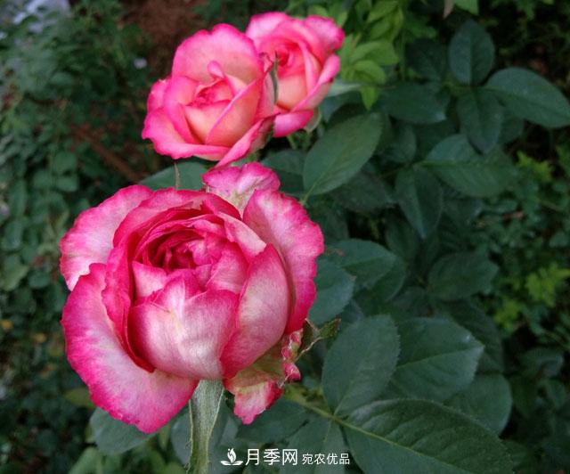 盆栽月季難養？掌握這3點(diǎn)，盆栽比地栽月季還好養！(圖2)