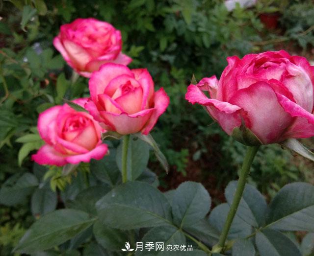 盆栽月季難養？掌握這3點(diǎn)，盆栽比地栽月季還好養！(圖3)