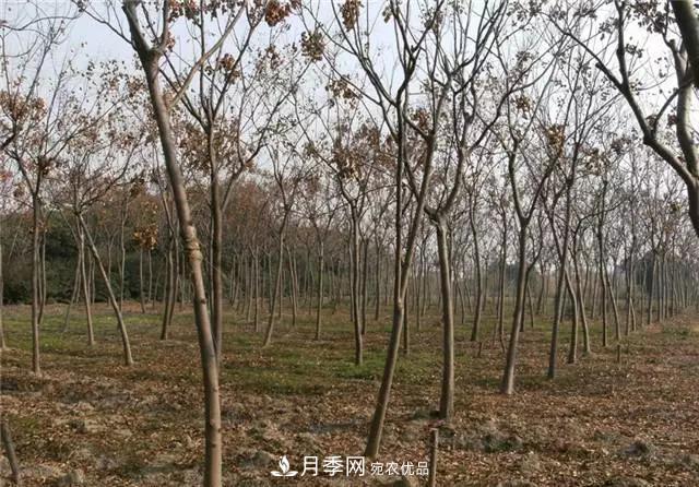 2020暢銷(xiāo)苗木品種排行，“老客戶(hù)積累”是苗木人成功根本(圖2)