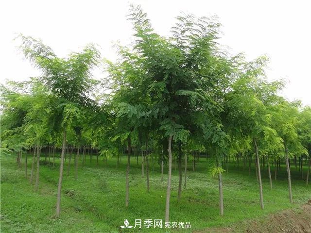 2020暢銷(xiāo)苗木品種排行，“老客戶(hù)積累”是苗木人成功根本(圖1)