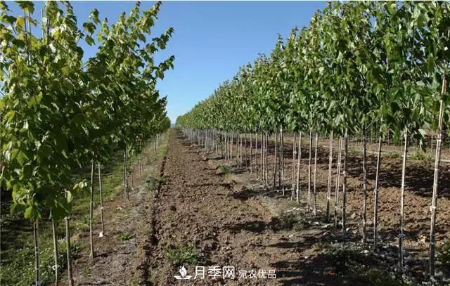 2020暢銷(xiāo)苗木品種排行，“老客戶(hù)積累”是苗木人成功根本(圖4)