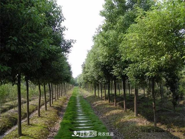 2020暢銷(xiāo)苗木品種排行，“老客戶(hù)積累”是苗木人成功根本(圖5)