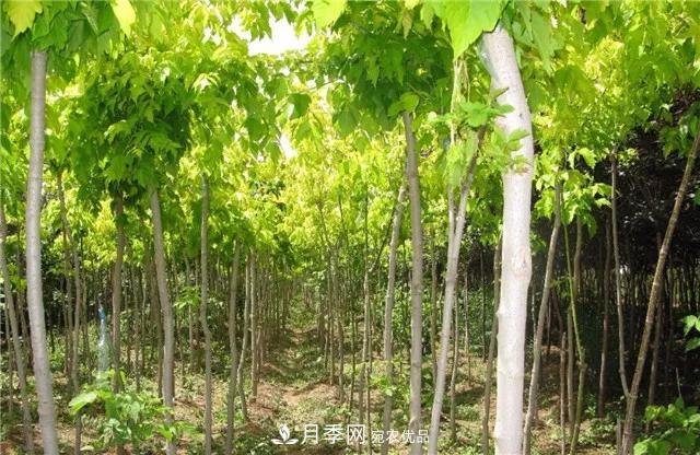 2020暢銷(xiāo)苗木品種排行，“老客戶(hù)積累”是苗木人成功根本(圖3)