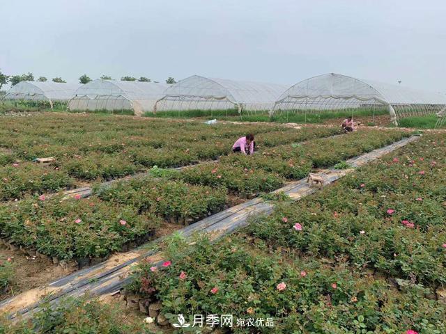 敲暈幾個(gè)苗木大戶(hù)后，我整理出了這份《高價(jià)苗木進(jìn)階手冊》(圖2)