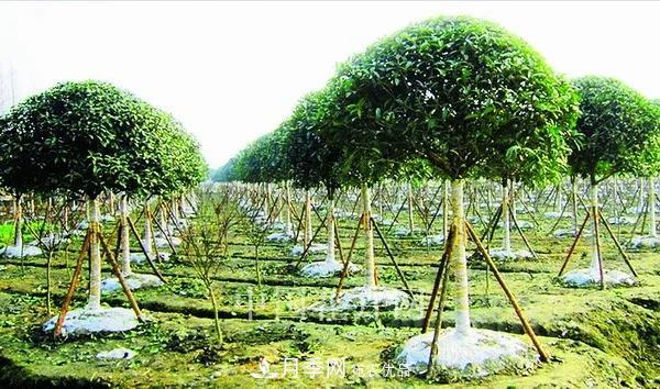 敲暈幾個(gè)苗木大戶(hù)后，我整理出了這份《高價(jià)苗木進(jìn)階手冊》(圖1)