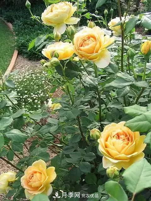 新扦插成活的月季就開(kāi)了一朵花，需不需要剪掉？(圖1)