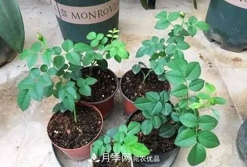新扦插成活的月季就開(kāi)了一朵花，需不需要剪掉？(圖2)
