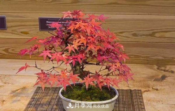 街頭的4種綠化樹(shù)，剪根枝條扦插，成漂亮盆景，不花錢(qián)(圖5)