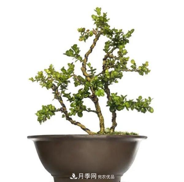 街頭的4種綠化樹(shù)，剪根枝條扦插，成漂亮盆景，不花錢(qián)(圖4)
