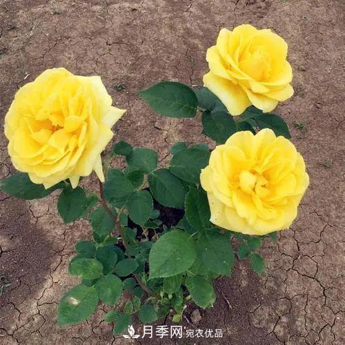 月季小苗想要長(cháng)壯，學(xué)會(huì )這幾招，快速成大苗！(圖1)