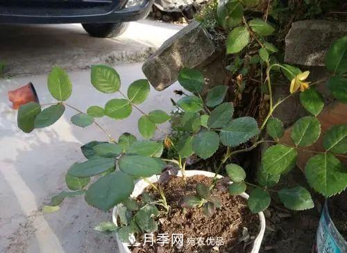 月季小苗想要長(cháng)壯，學(xué)會(huì )這幾招，快速成大苗！(圖2)