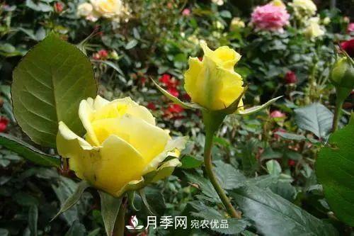 月季小苗想要長(cháng)壯，學(xué)會(huì )這幾招，快速成大苗！(圖4)