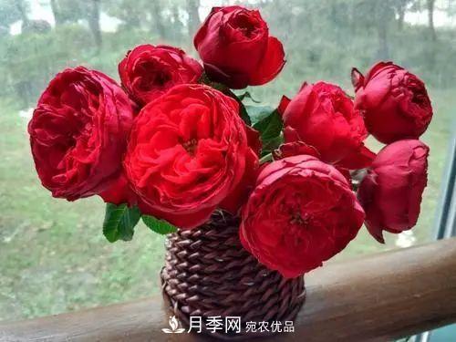月季小苗想要長(cháng)壯，學(xué)會(huì )這幾招，快速成大苗！(圖3)