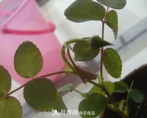 月季小苗想要長(cháng)壯，學(xué)會(huì )這幾招，快速成大苗！(圖6)