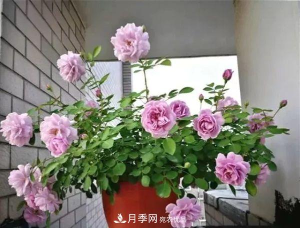 養月季施肥牢記“3要2不要”，月季猛爆壯筍，花開(kāi)連成片！(圖2)