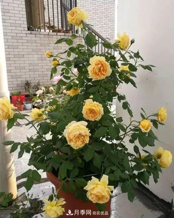 養月季施肥牢記“3要2不要”，月季猛爆壯筍，花開(kāi)連成片！(圖1)