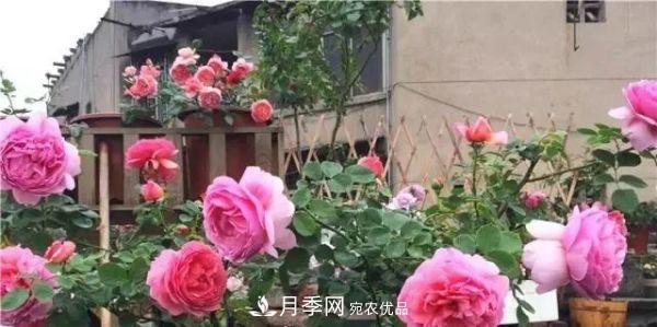 養月季施肥牢記“3要2不要”，月季猛爆壯筍，花開(kāi)連成片！(圖3)
